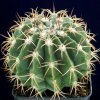 Melocactus_obtusipetalus